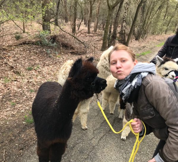 Alpaca wandeling - Afbeelding 3