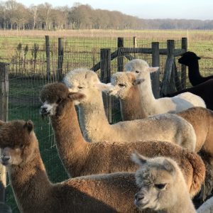 Alpaca Meet & Feed