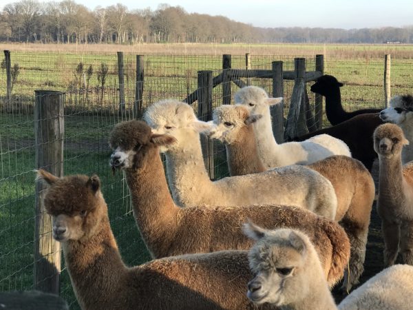 Alpaca Meet & Feed