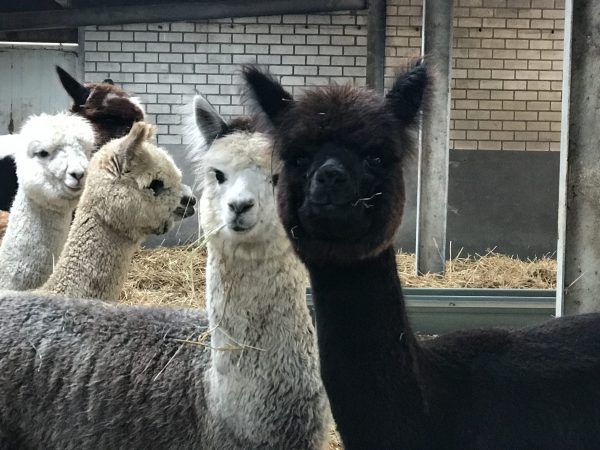 Alpaca Meet & Feed - Afbeelding 5