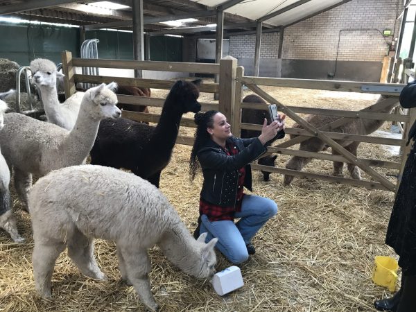 Alpaca Meet & Feed - Afbeelding 4