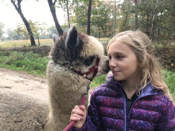 Alpaca wandeling - Afbeelding 2