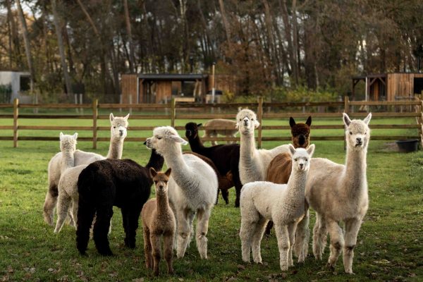 Mysterie van de verdwenen alpaca - Afbeelding 2