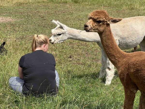 Alpaca Meet & Feed - Afbeelding 2