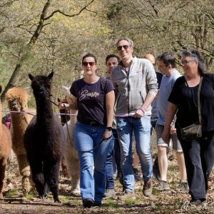 Alpaca wandeling